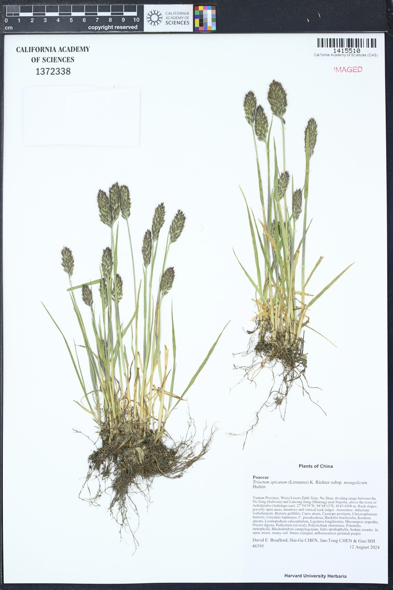 Koeleria spicata subsp. spicata photo 3