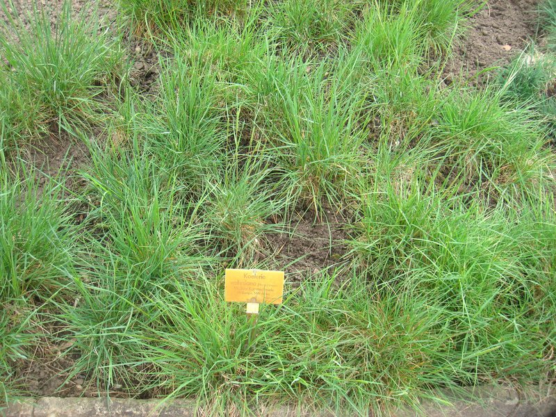 Somerset Hair Grass