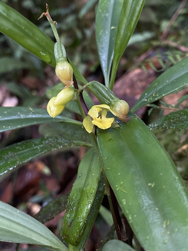 Koellensteinia dasilvae