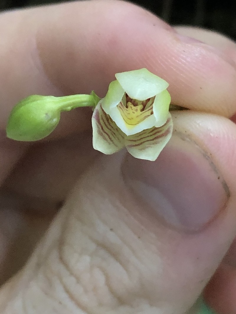 Grassleaf Orchid
