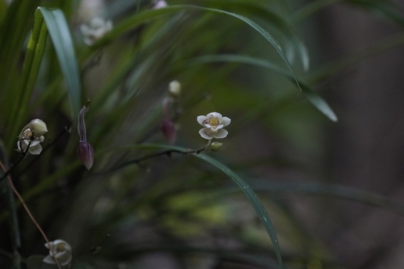 Grassleaf Orchid photo 2