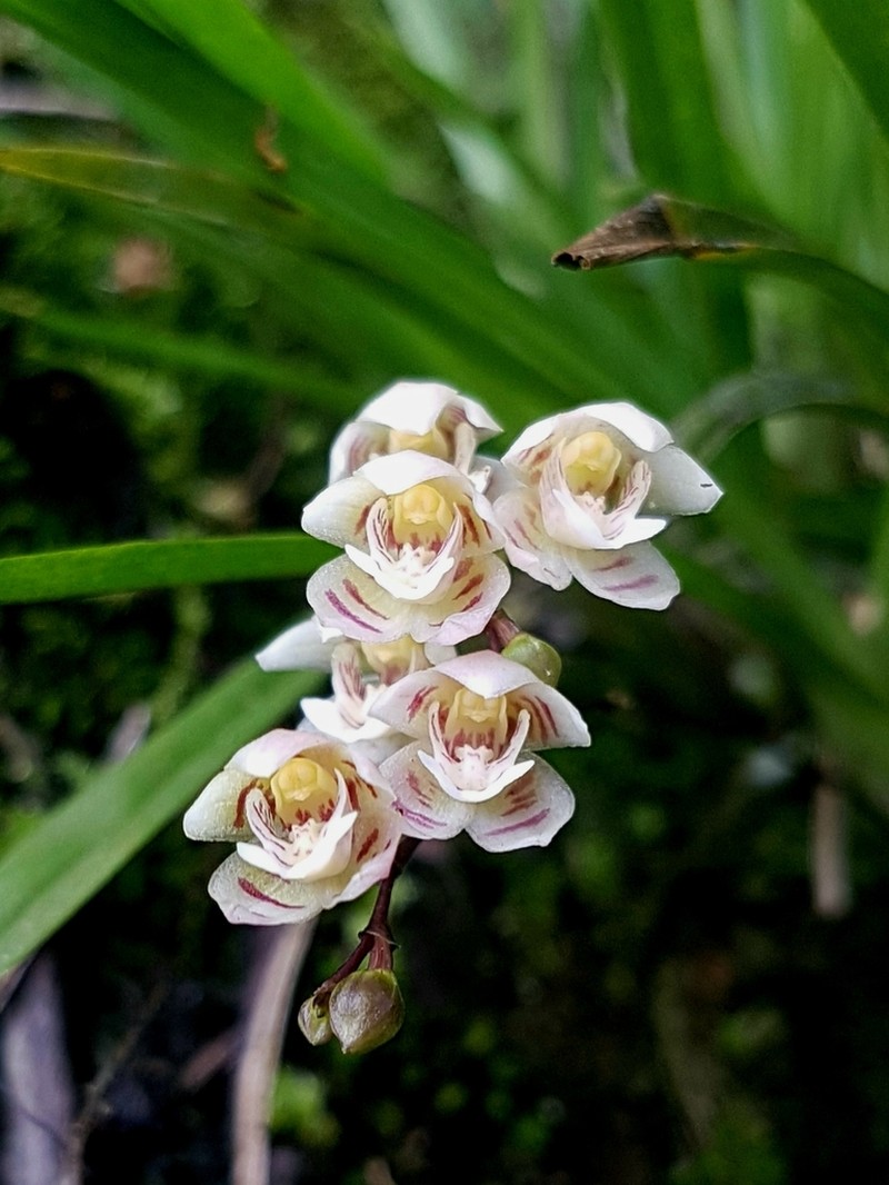 Grassleaf Orchid photo 3