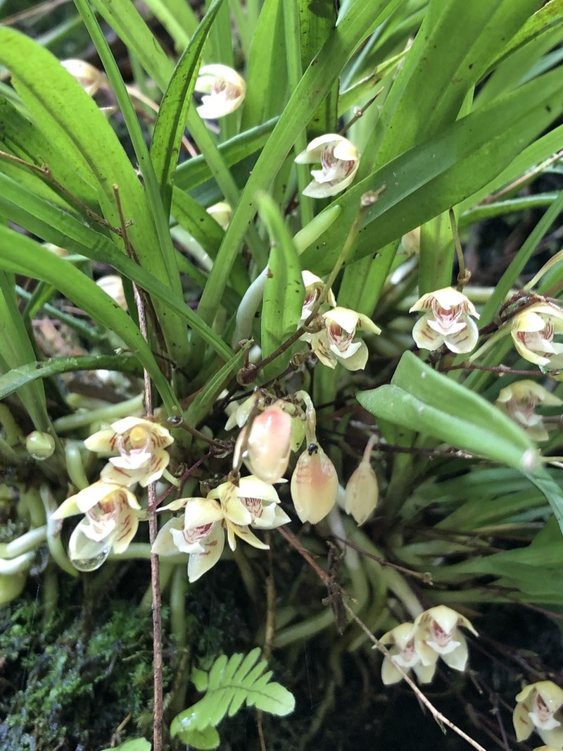 Grassleaf Orchid photo 4
