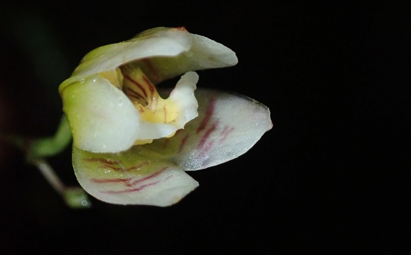 Grassleaf Orchid photo 5