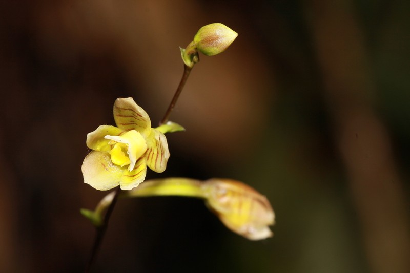 Grassleaf Orchid photo 6