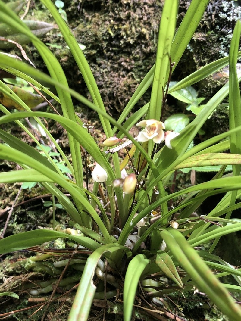 Grassleaf Orchid photo 7