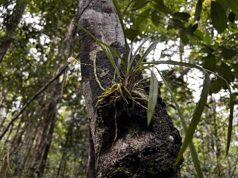 Grassleaf Orchid photo 8