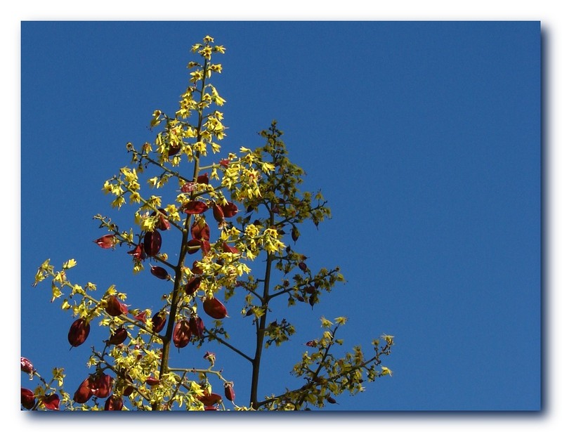 Flamegold photo 5