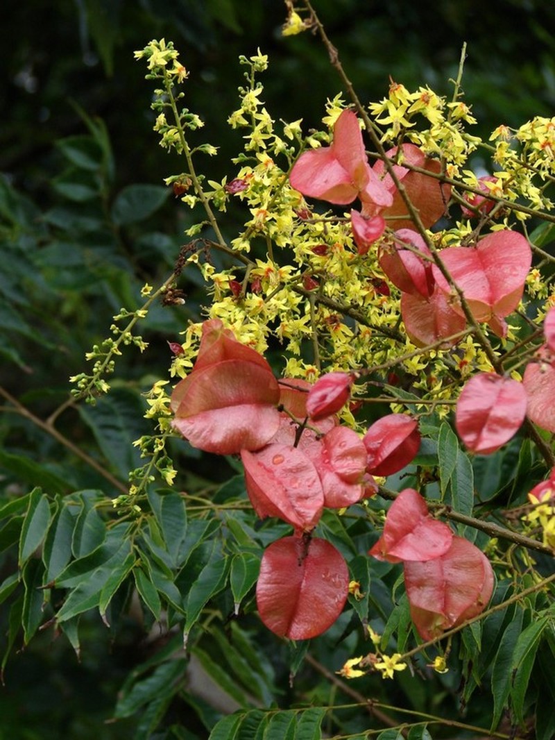 Flamegold photo 6