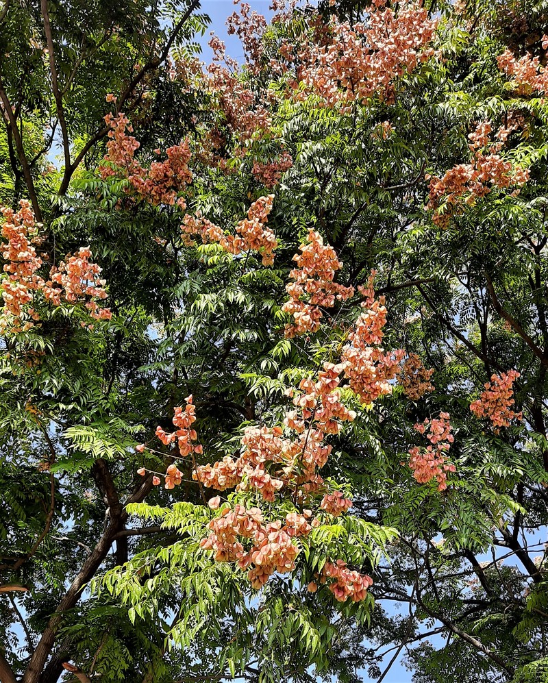 Flamegold photo 2