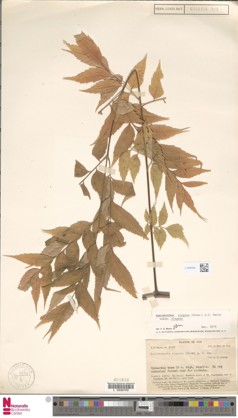 Koelreuteria elegans subsp. elegans