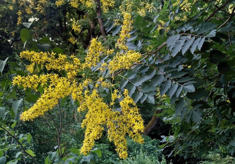 Goldenrain Tree