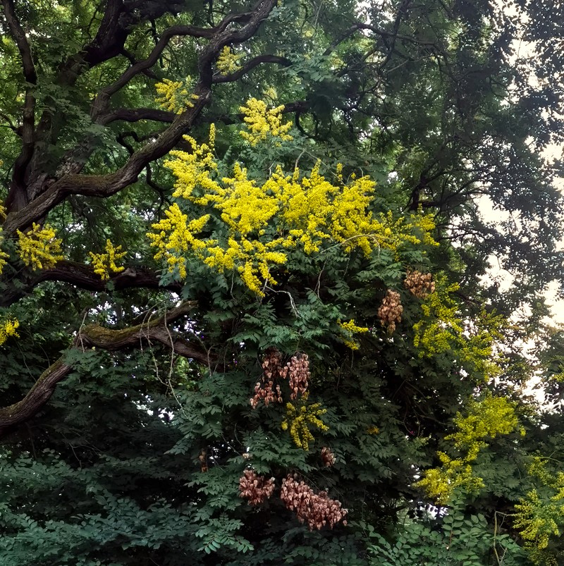Goldenrain Tree photo 2
