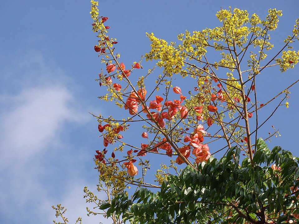 Goldenrain Tree photo 6