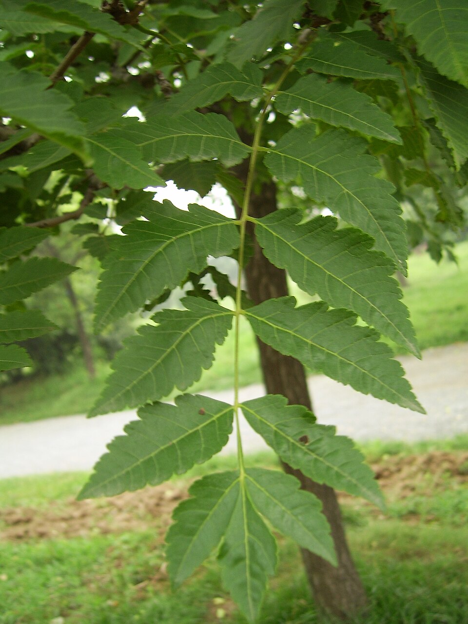 Goldenrain Tree photo 7
