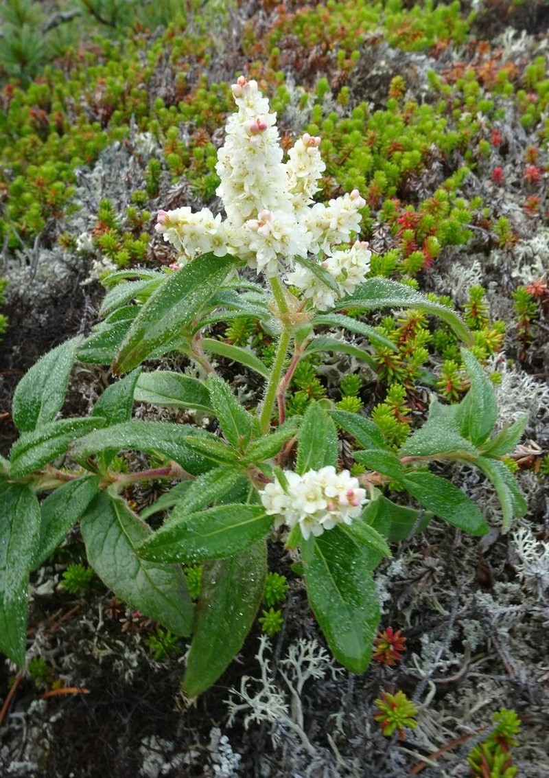 Koenigia ajanensis