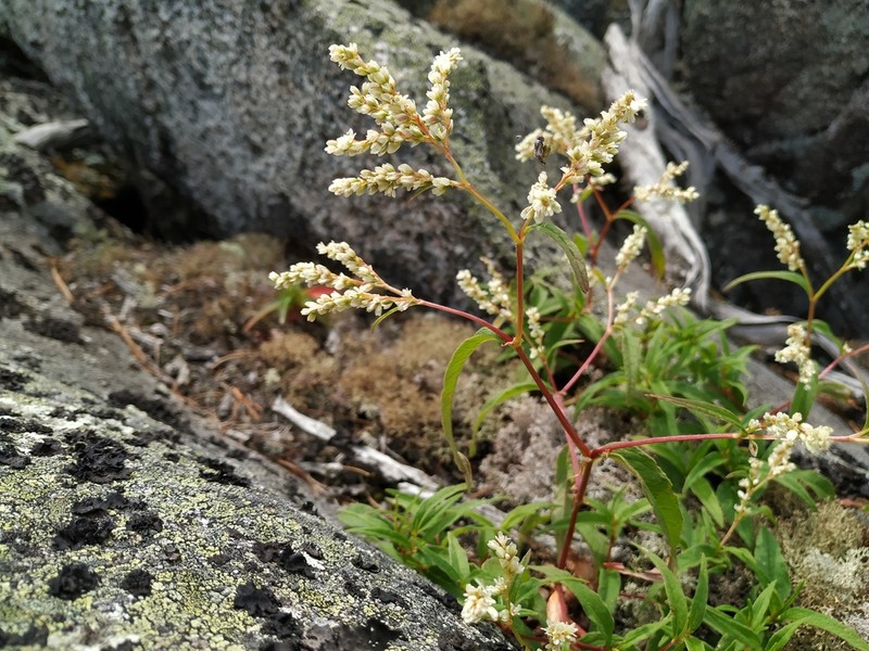Koenigia ajanensis photo 2