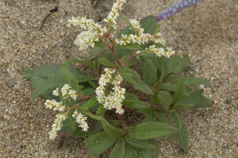 Koenigia ajanensis photo 3