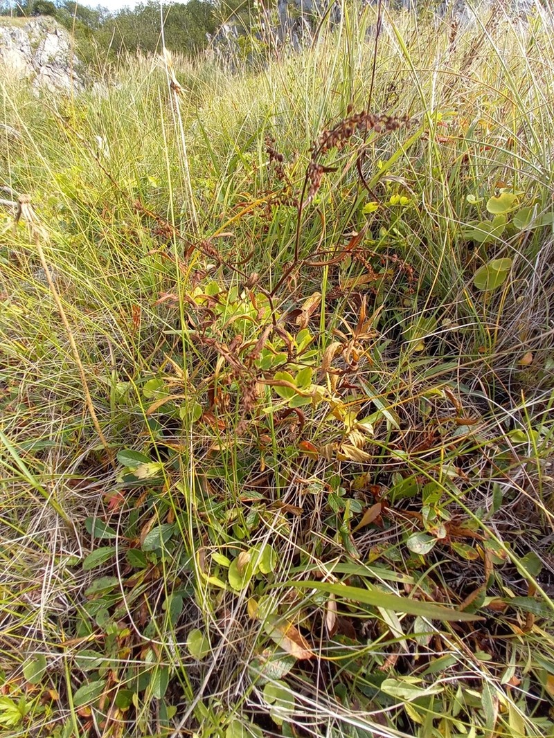 Koenigia ajanensis photo 4