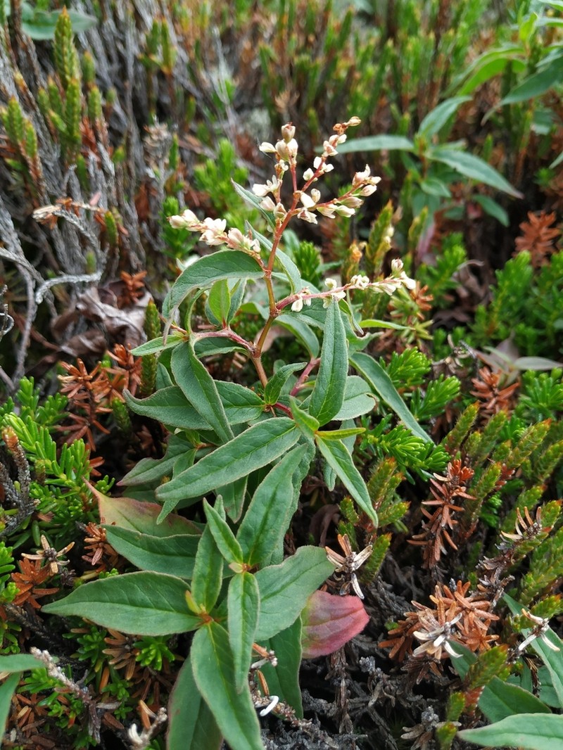 Koenigia ajanensis photo 5