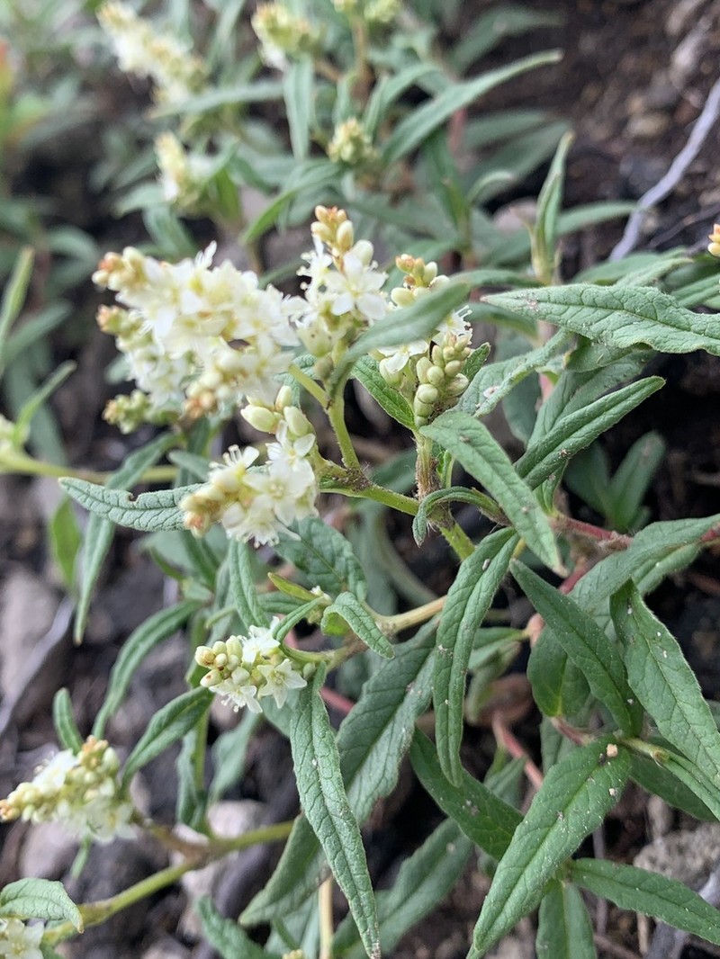 Koenigia ajanensis photo 6