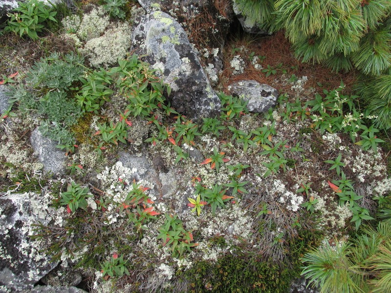 Koenigia ajanensis photo 7