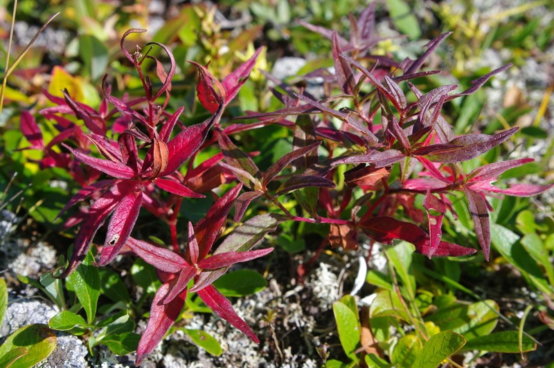 Koenigia ajanensis photo 8