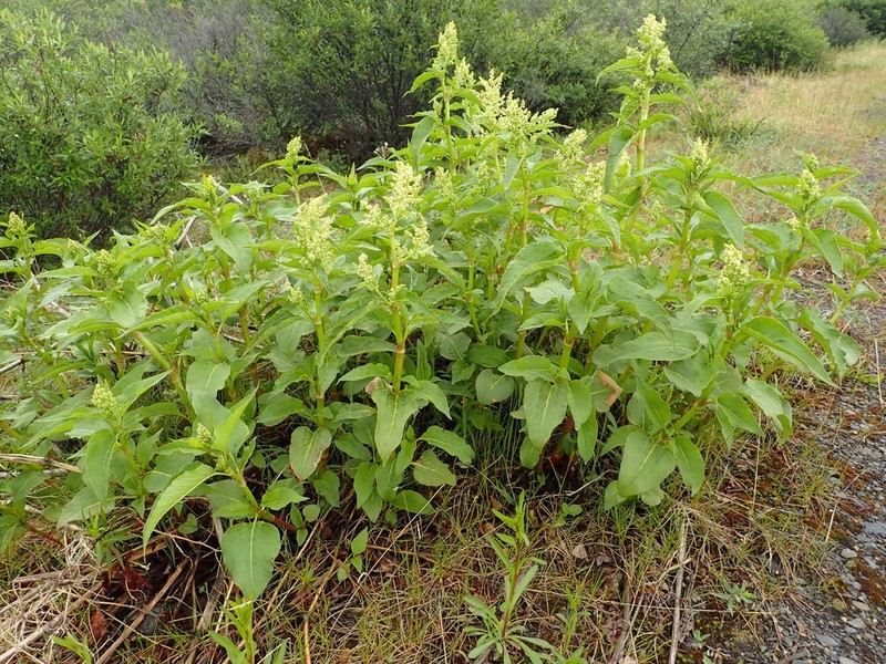 Alaska Wild Rhubarb