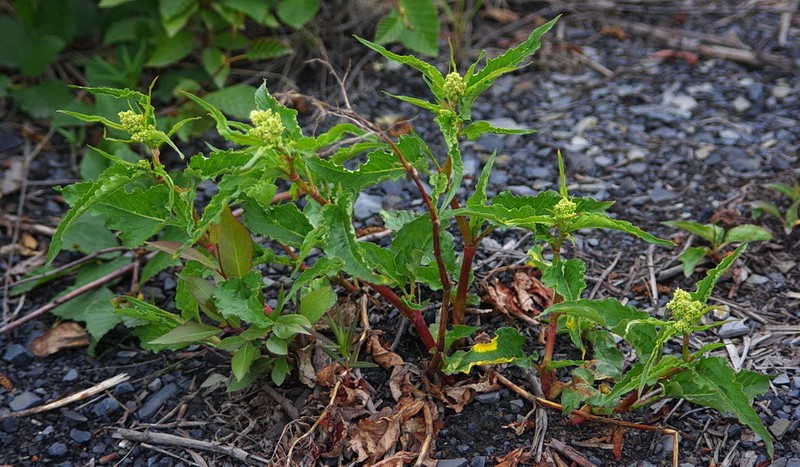 Alaska Wild Rhubarb photo 2