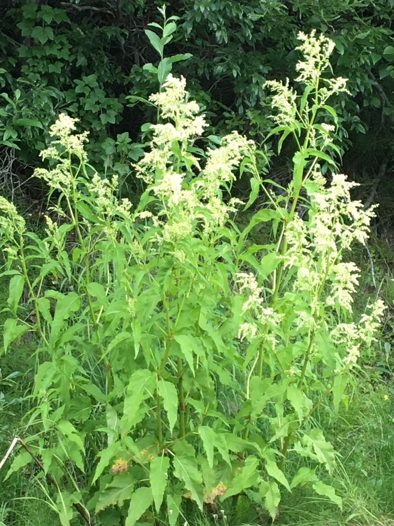 Alaska Wild Rhubarb photo 3