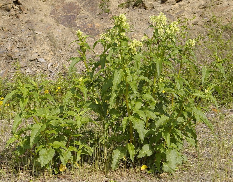Alaska Wild Rhubarb photo 4