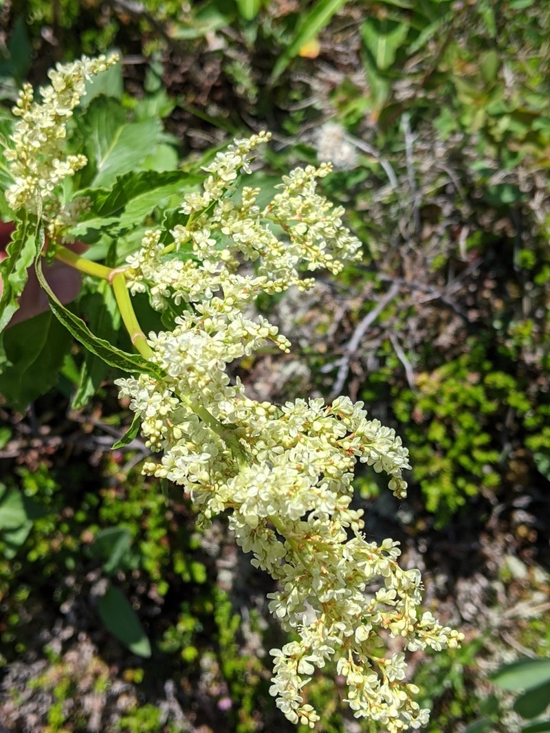 Alaska Wild Rhubarb photo 5