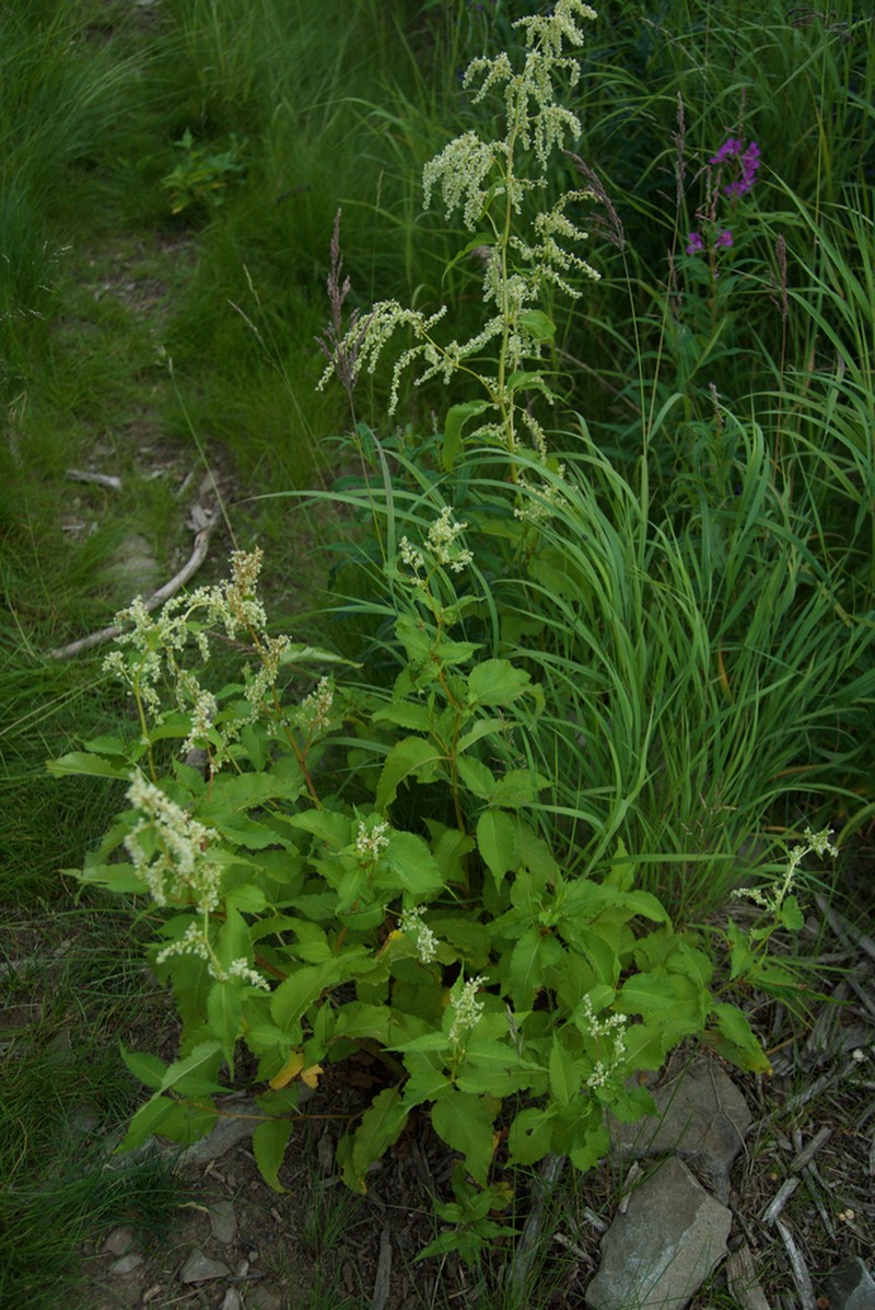 Alaska Wild Rhubarb photo 6