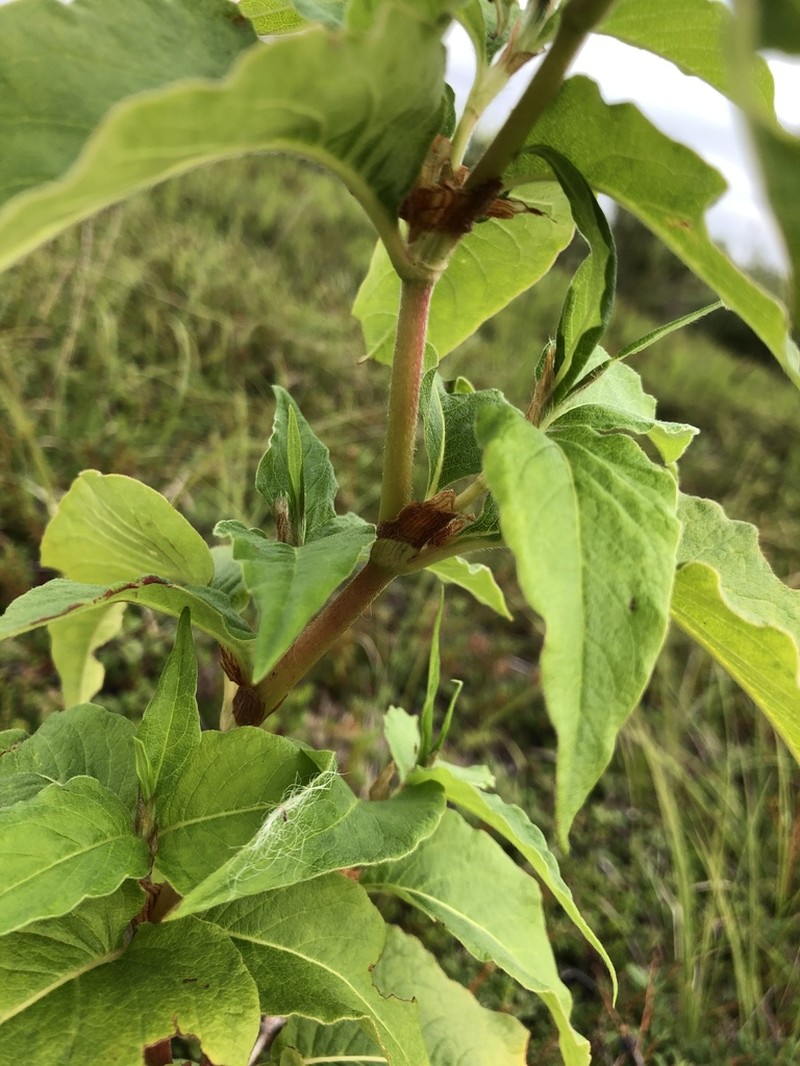 Alaska Wild Rhubarb photo 7