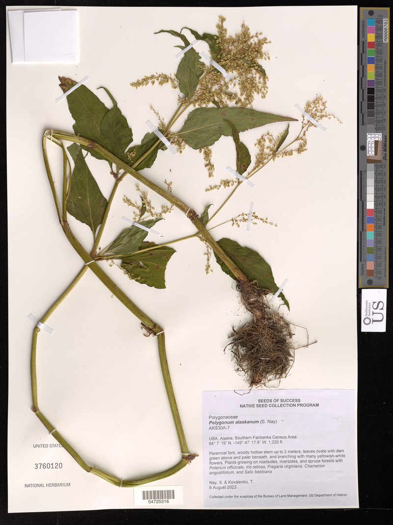Koenigia alaskana var. alaskana