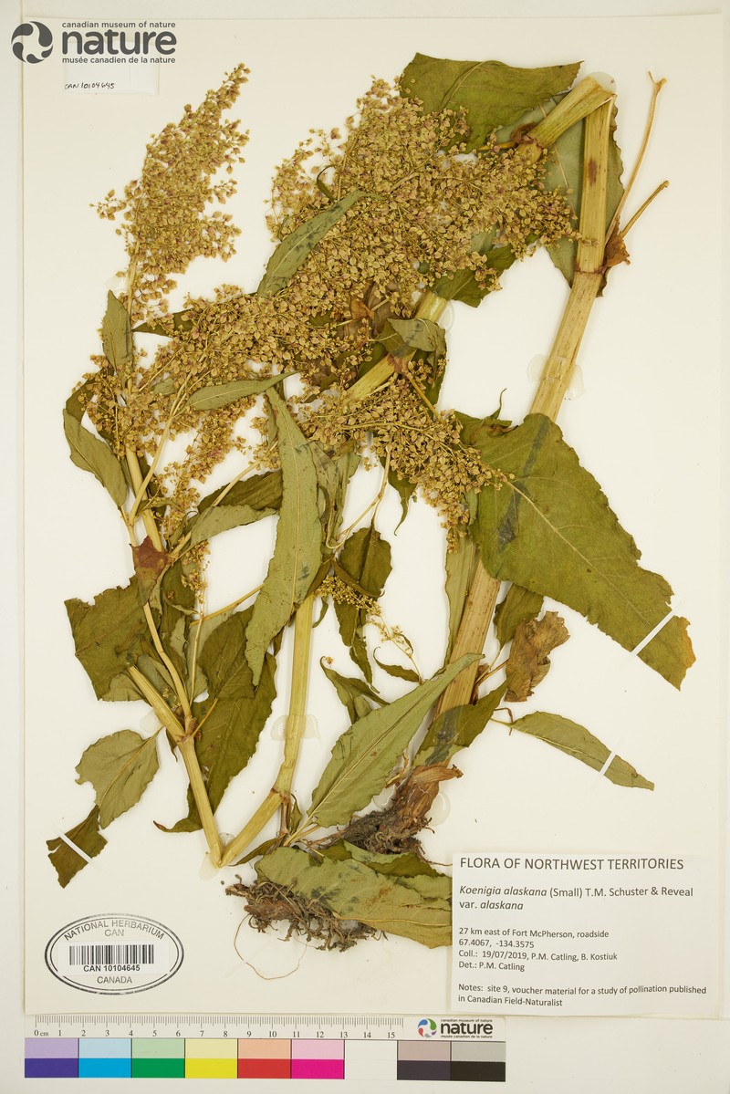 Koenigia alaskana var. alaskana photo 2