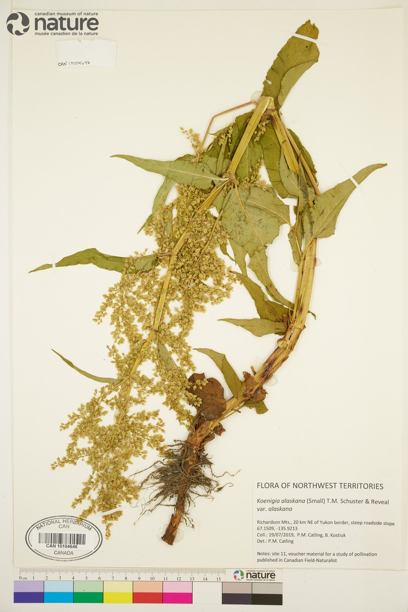 Koenigia alaskana var. alaskana photo 3