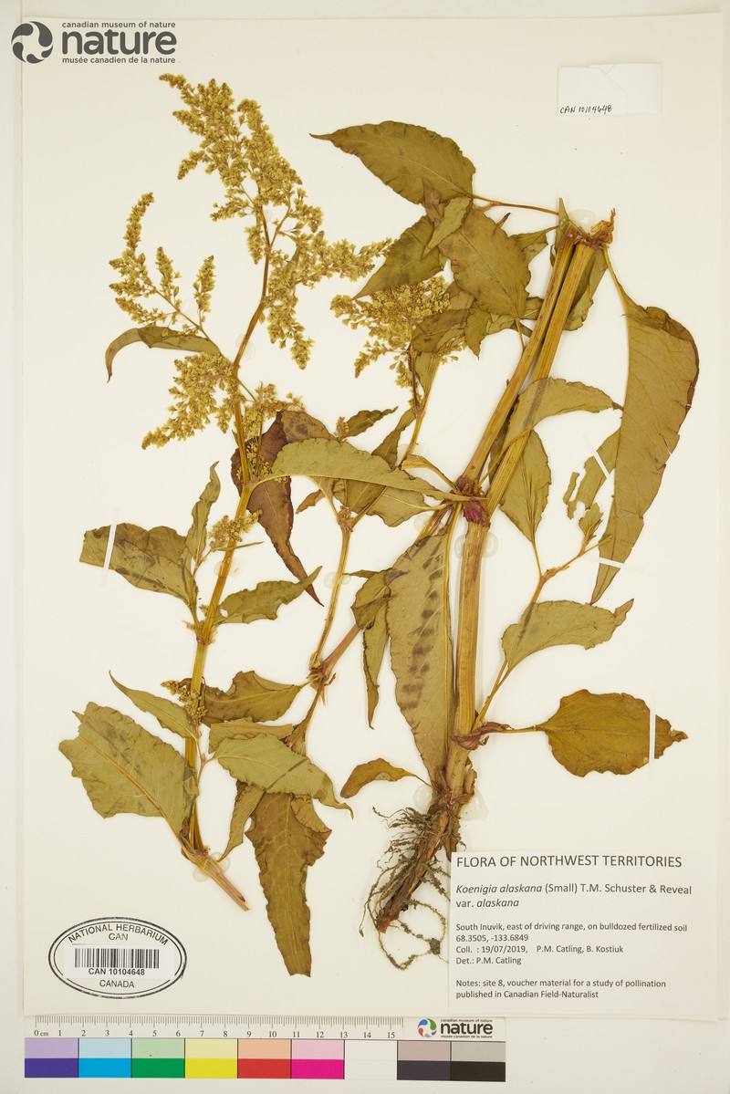 Koenigia alaskana var. alaskana photo 4