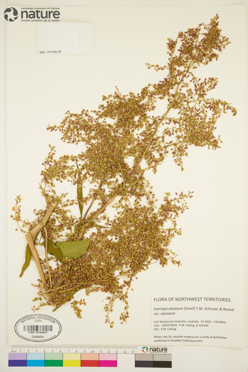 Koenigia alaskana var. alaskana photo 5