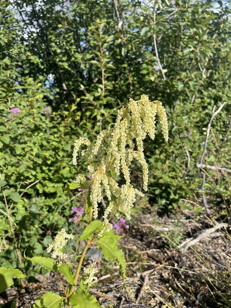 Koenigia alaskana var. glabrescens