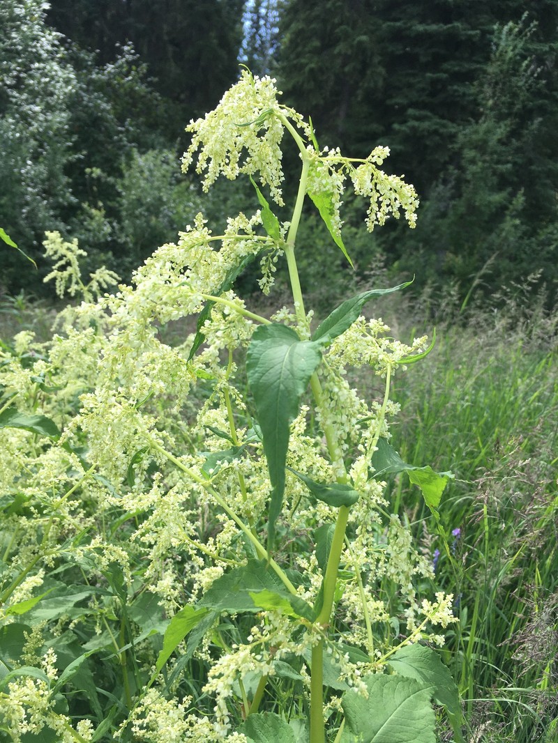 Koenigia alaskana var. glabrescens photo 2