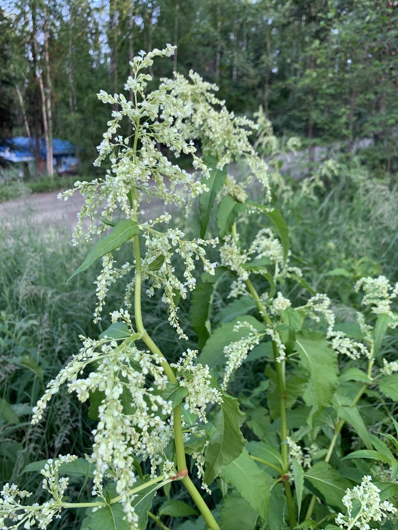 Koenigia alaskana var. glabrescens photo 3