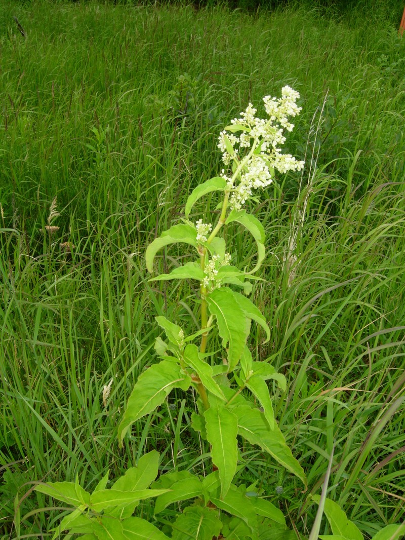 Koenigia alaskana var. glabrescens photo 4