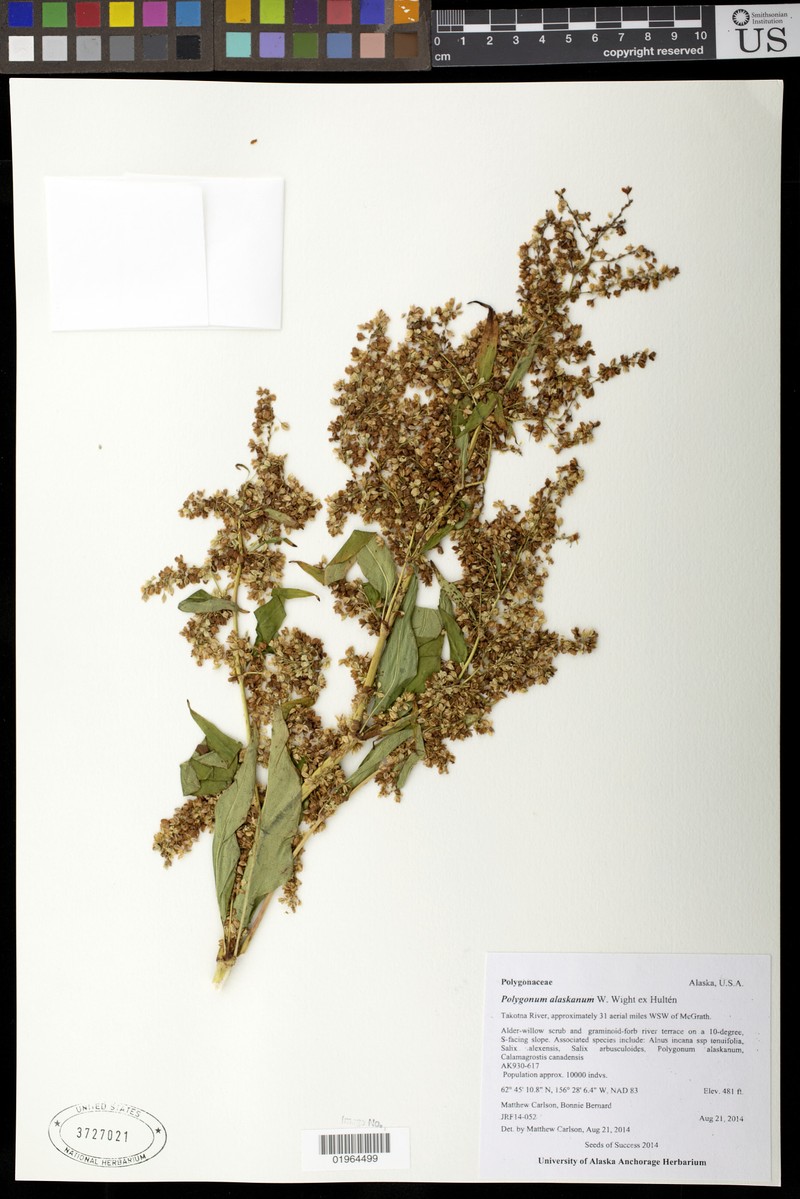 Koenigia alaskana var. glabrescens photo 5