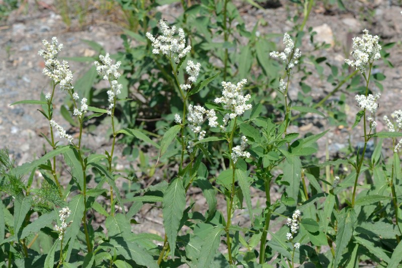 Koenigia alpina
