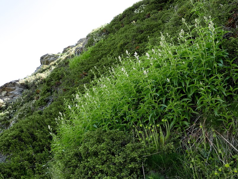 Koenigia alpina photo 3