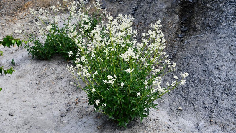 Koenigia alpina photo 4