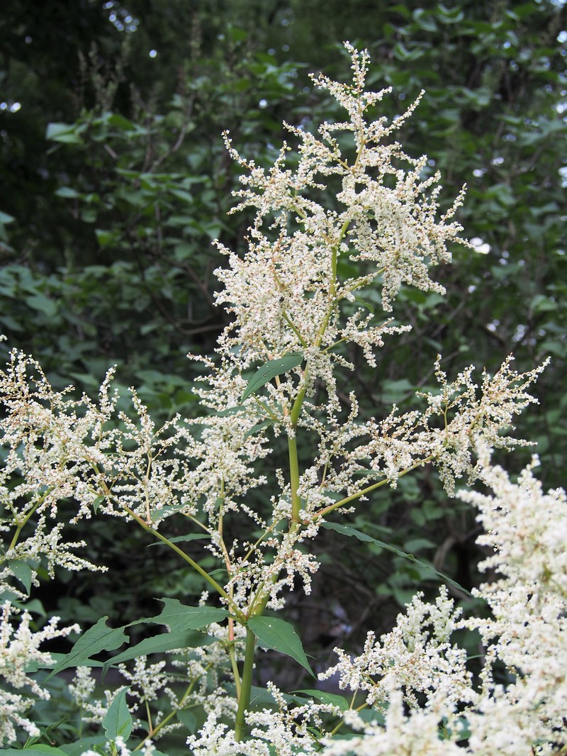 Koenigia alpina var. alpina photo 4