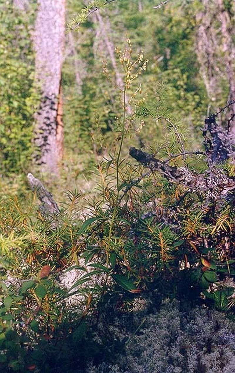 Koenigia amgensis