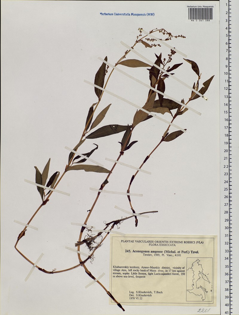 Koenigia amgensis photo 3